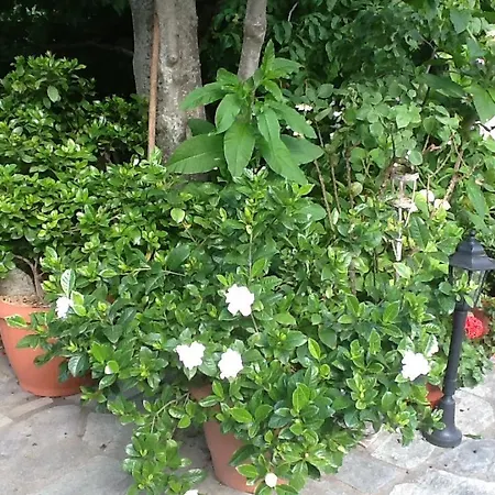 Affittacamere Kleopatra's