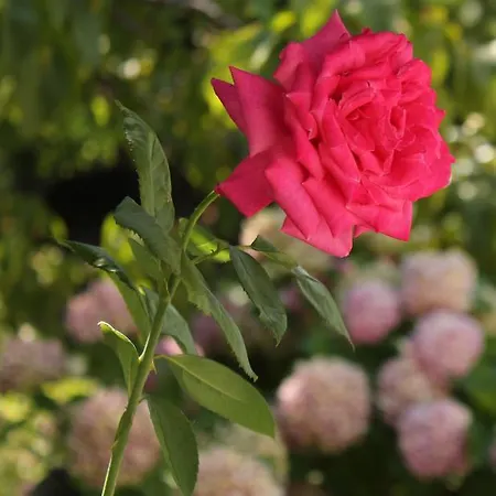 Affittacamere Kleopatra's