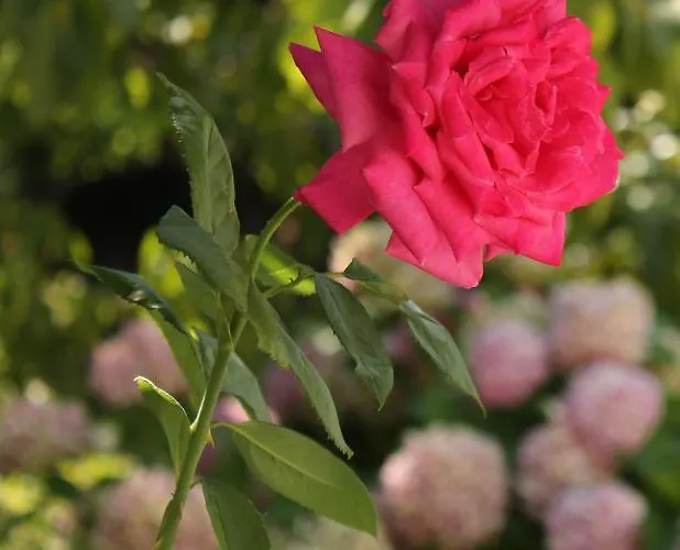 Casa de hóspedes Kleopatra's